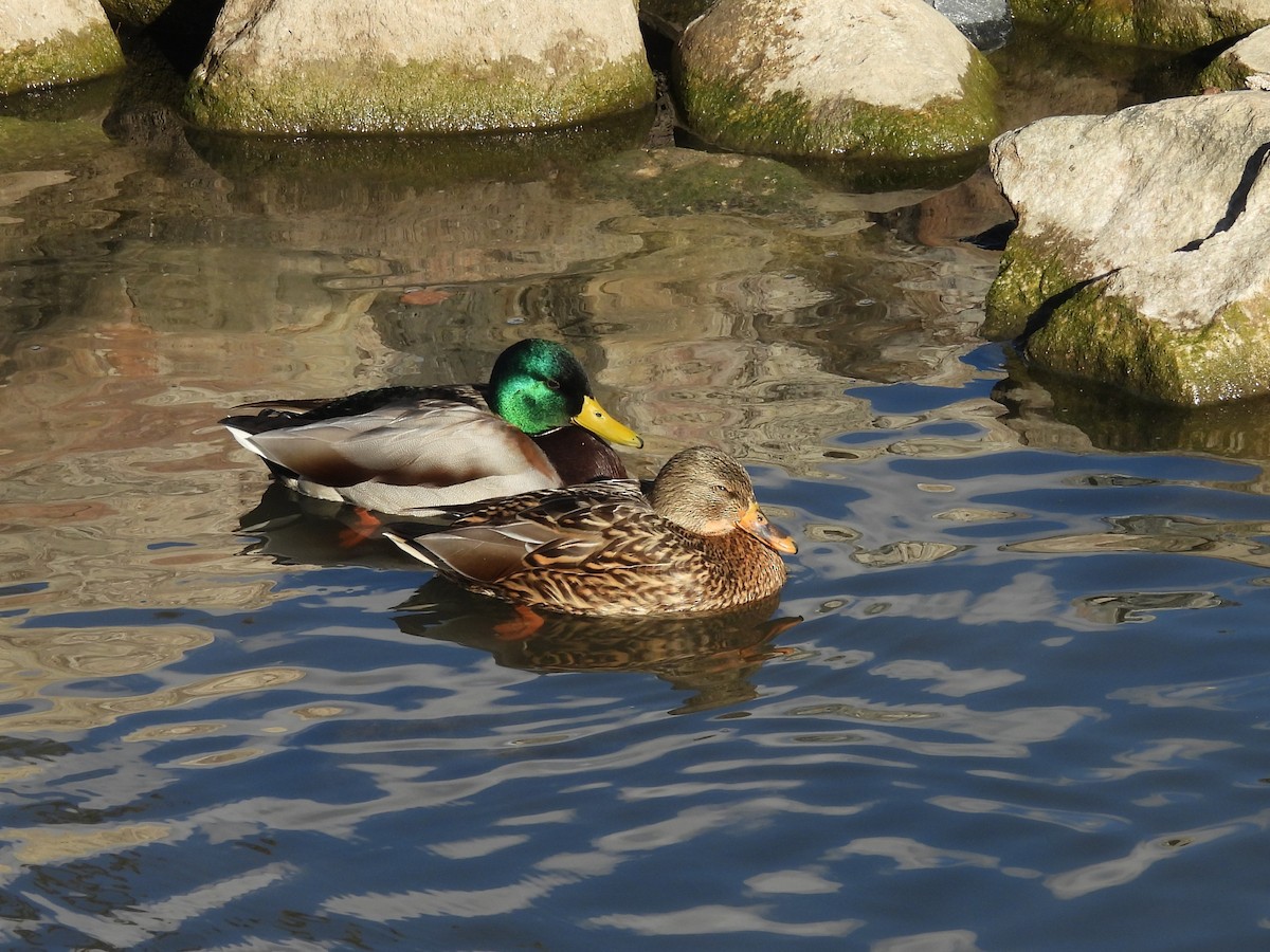 Germano reale - ML647325168