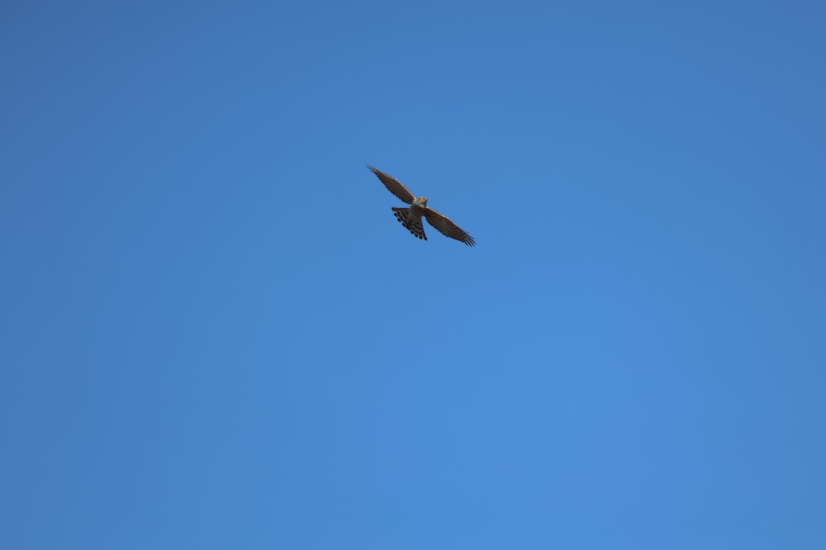 蒼鷹 - ML647325170