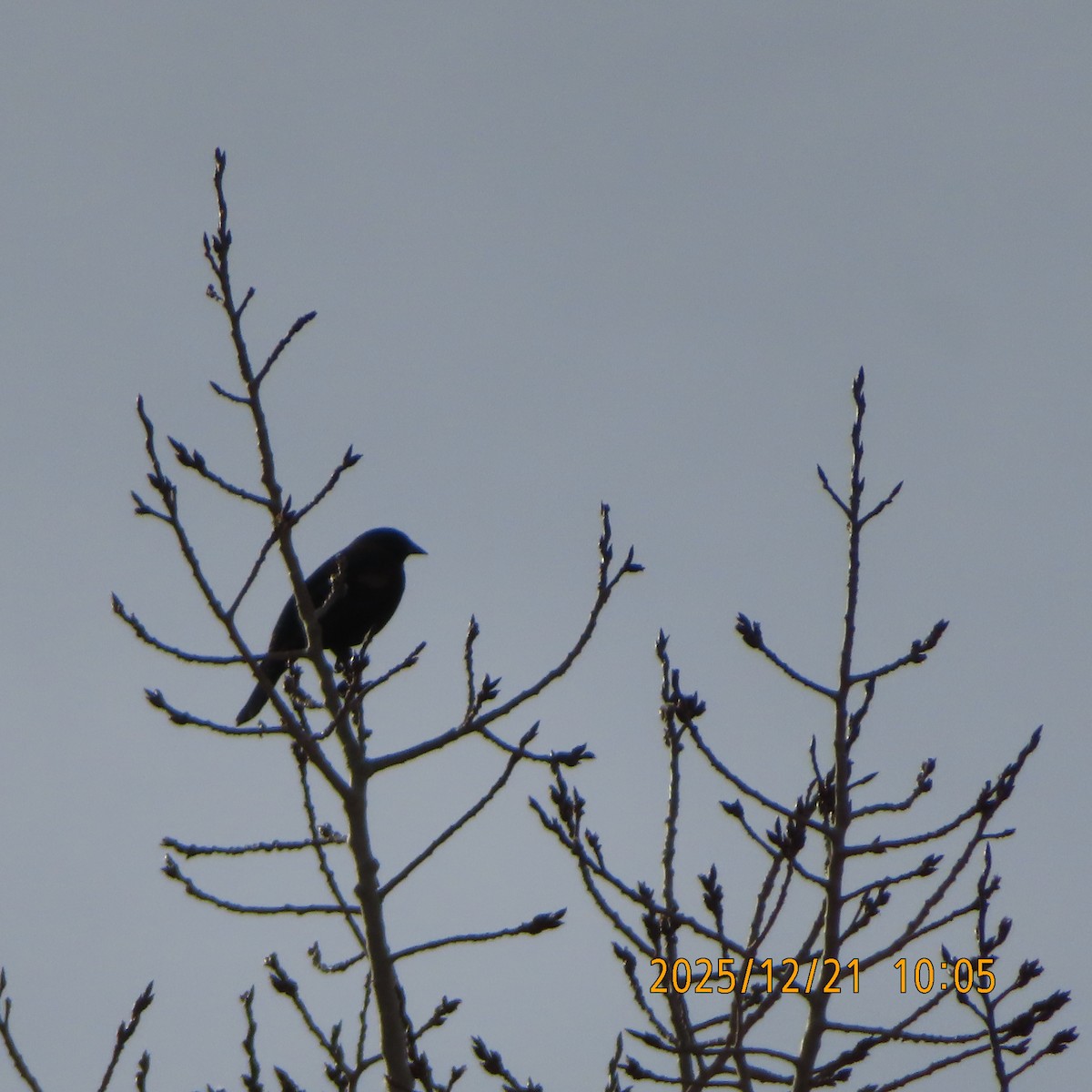 Red-winged Blackbird - ML647325171