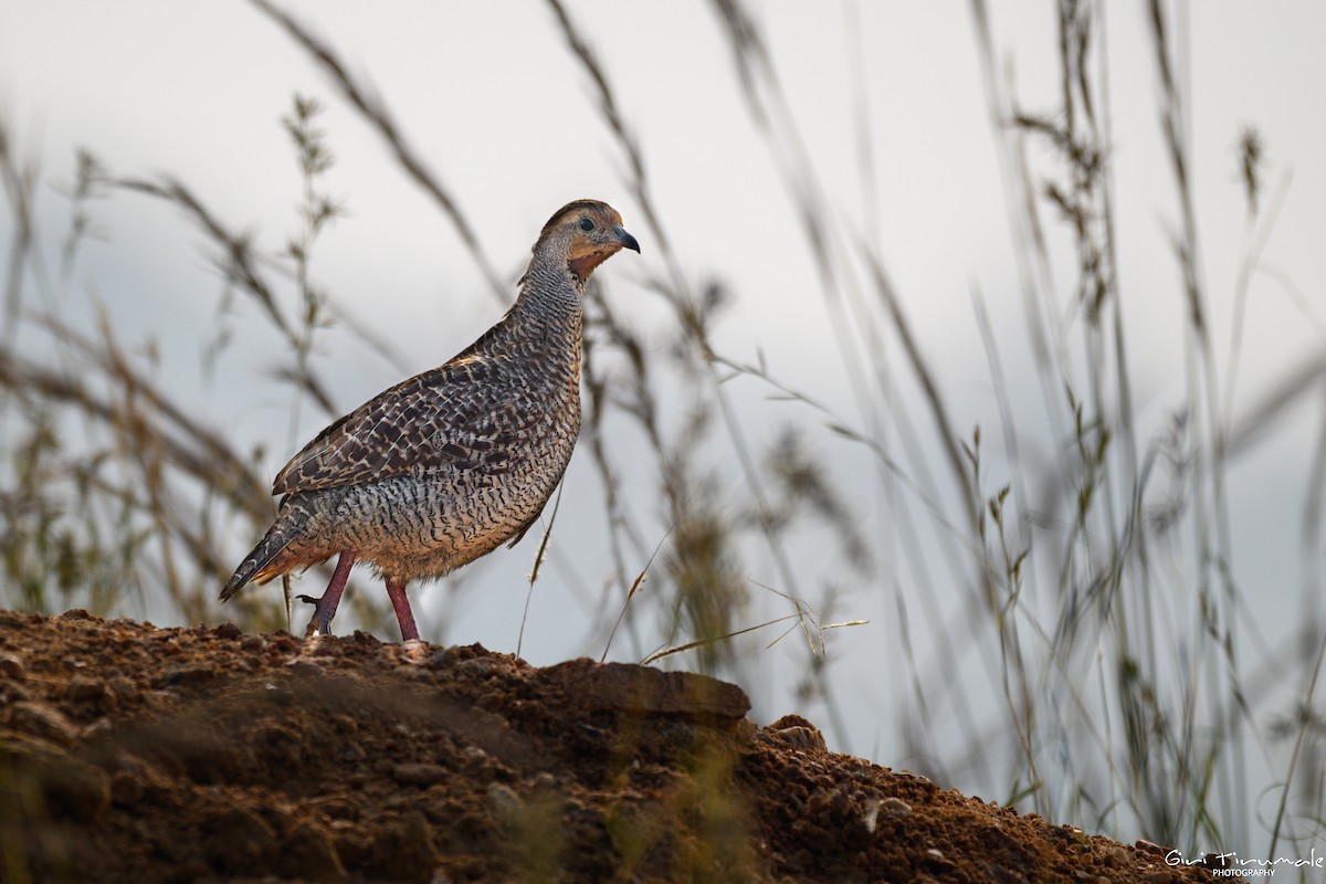 Gray Francolin - ML647325178