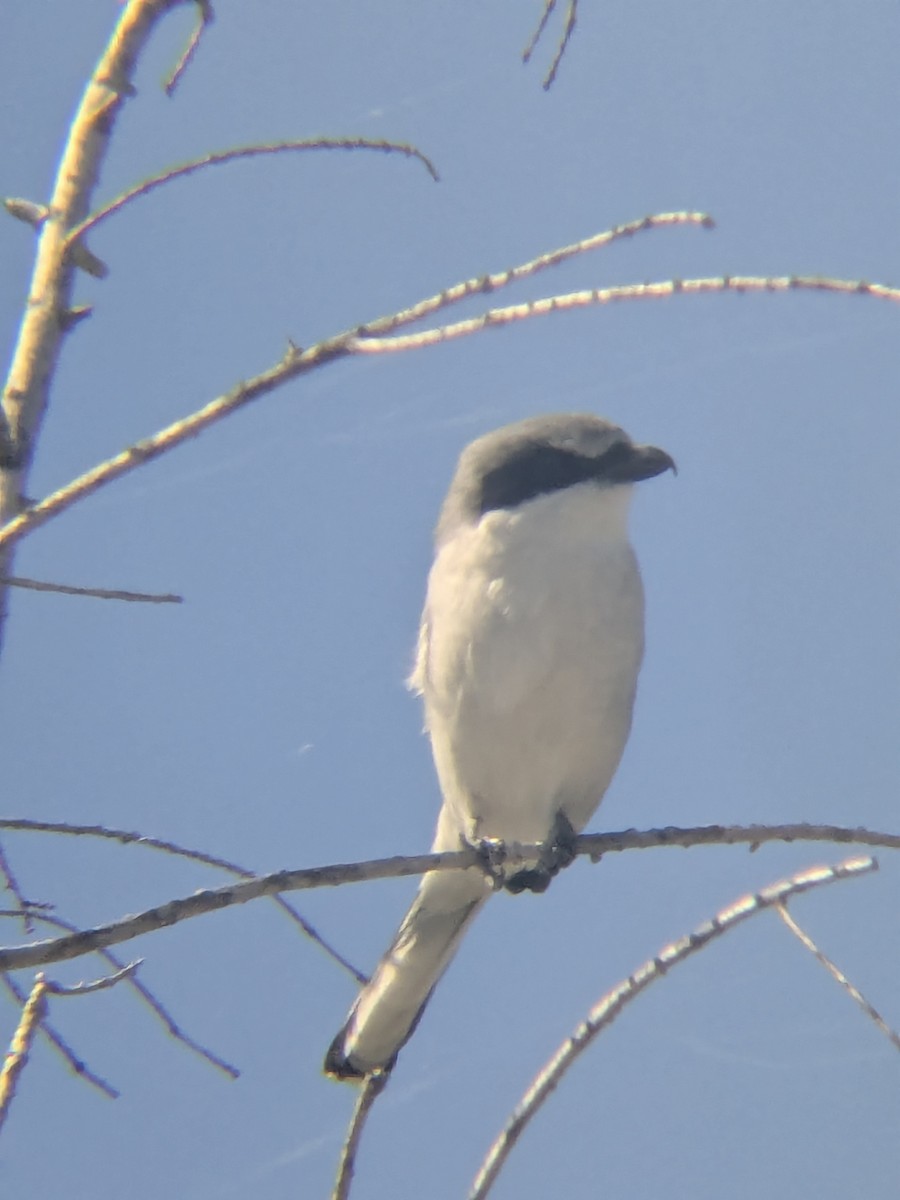 Loggerhead Shrike - ML647325182