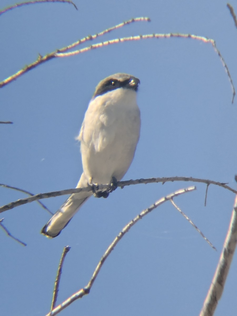 Loggerhead Shrike - ML647325183