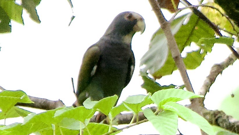 White-crowned Parrot - ML647325185