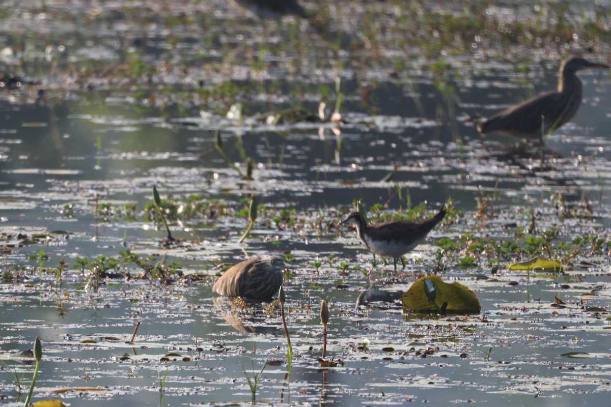 Pheasant-tailed Jacana - ML647325190