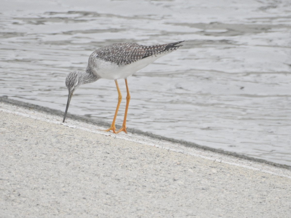 Greater Yellowlegs - ML647325191