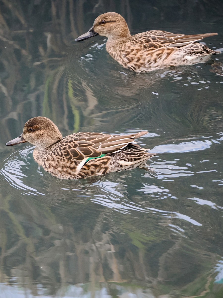 Green-winged Teal - ML647325219
