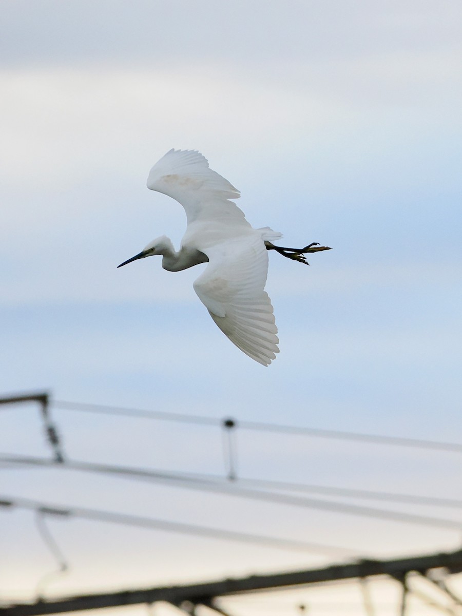 Little Egret - ML647325229