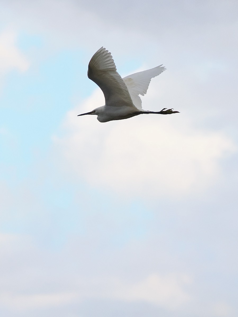 Little Egret - ML647325230