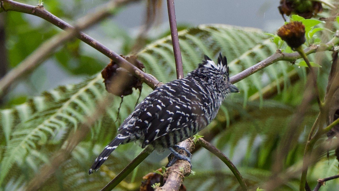Barred Antshrike - ML647325234