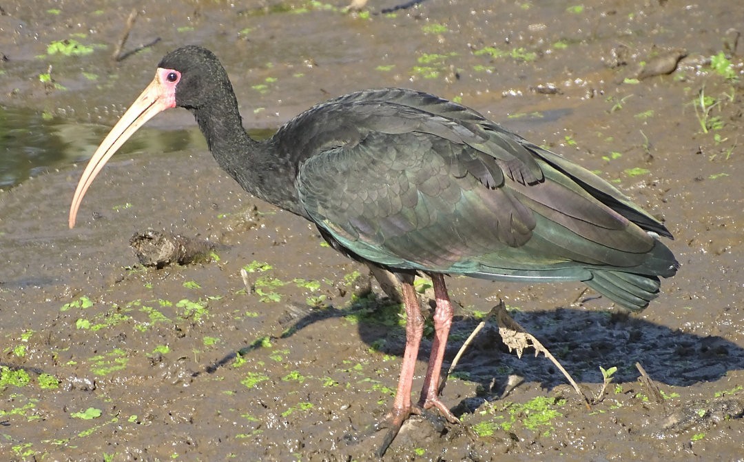 Bare-faced Ibis - ML647325238