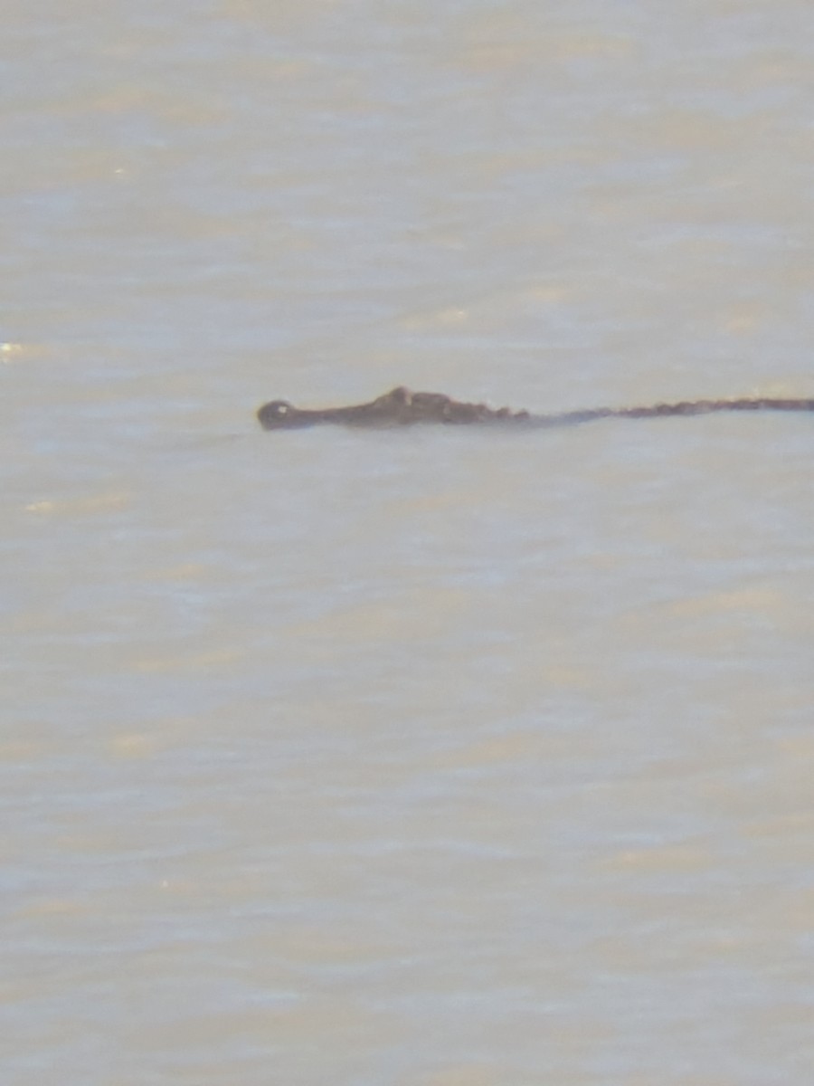 American Alligator - ML647325239