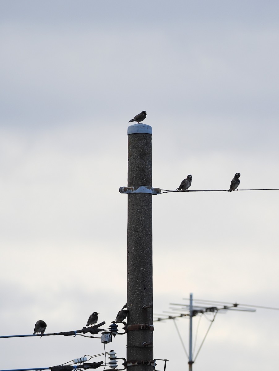 White-cheeked Starling - ML647325246