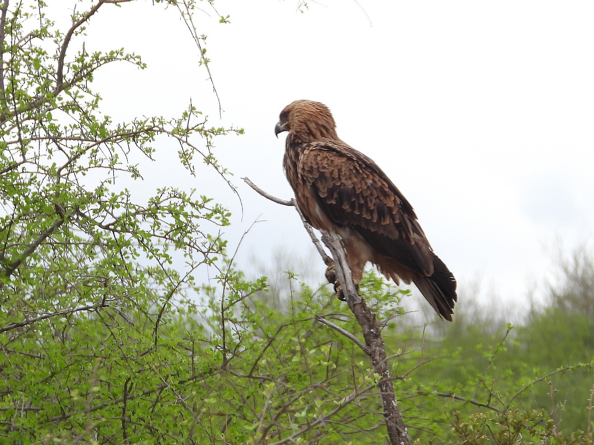 Tawny Eagle - ML647325264