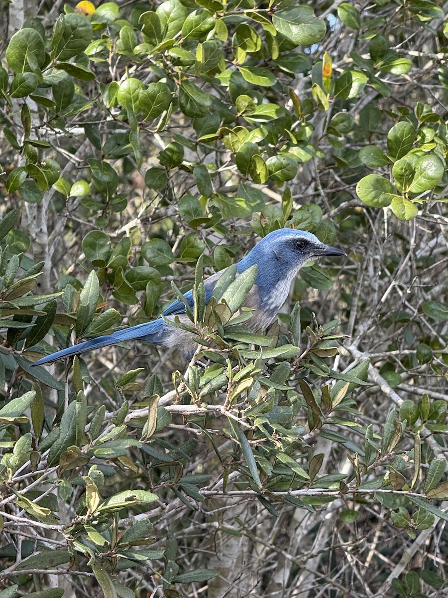 Florida Scrub-Jay - ML647325267