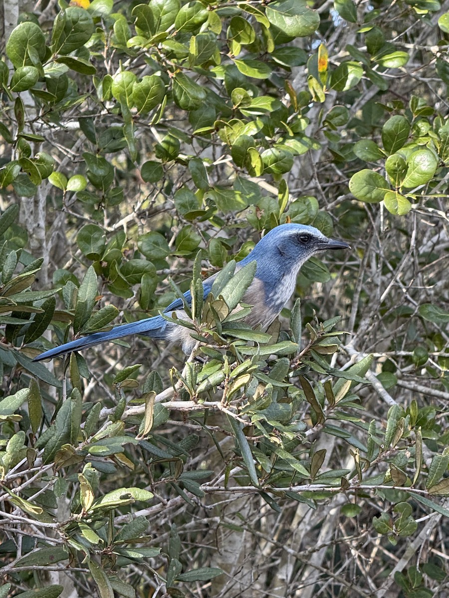 Florida Scrub-Jay - ML647325268