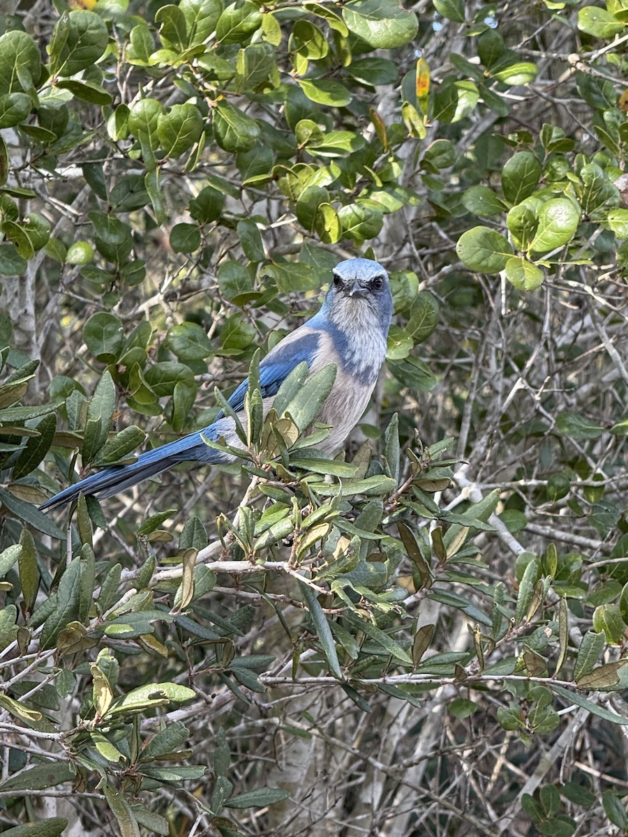 Florida Scrub-Jay - ML647325269