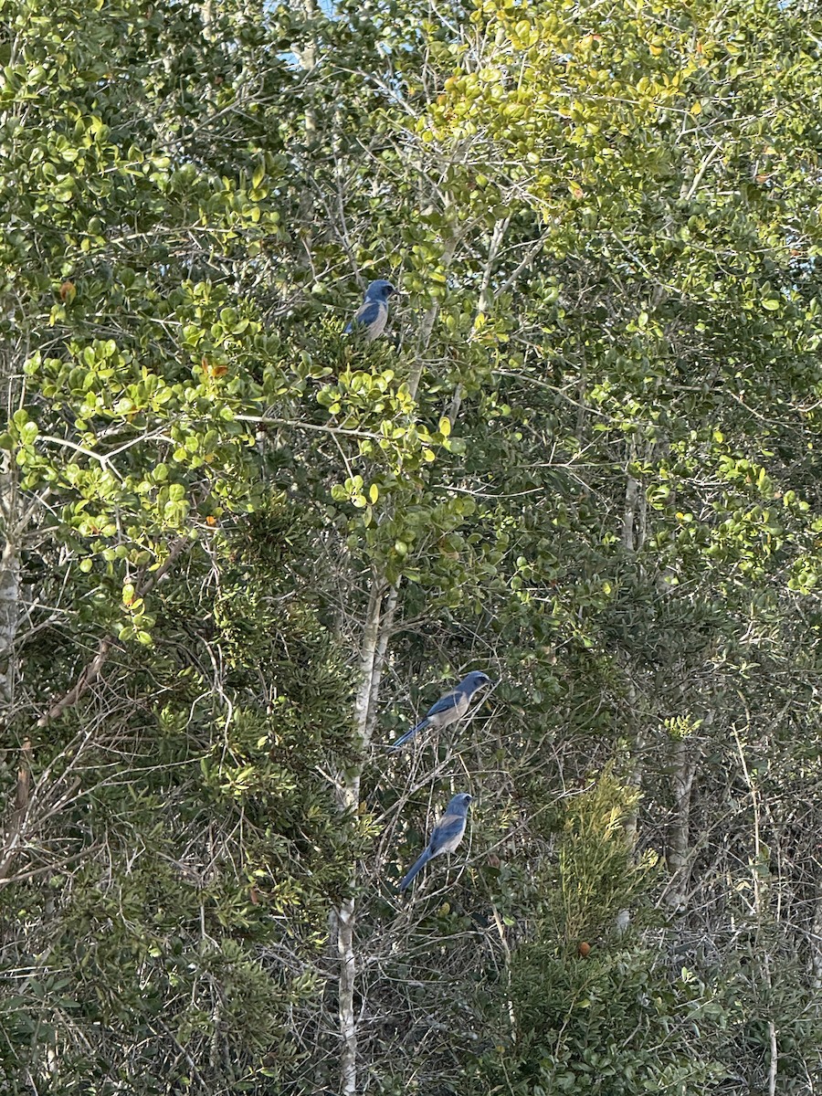 Florida Scrub-Jay - ML647325270