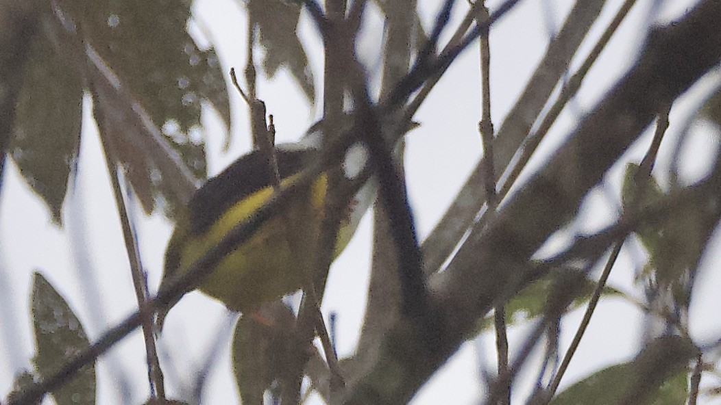 White-collared Manakin - ML647325273