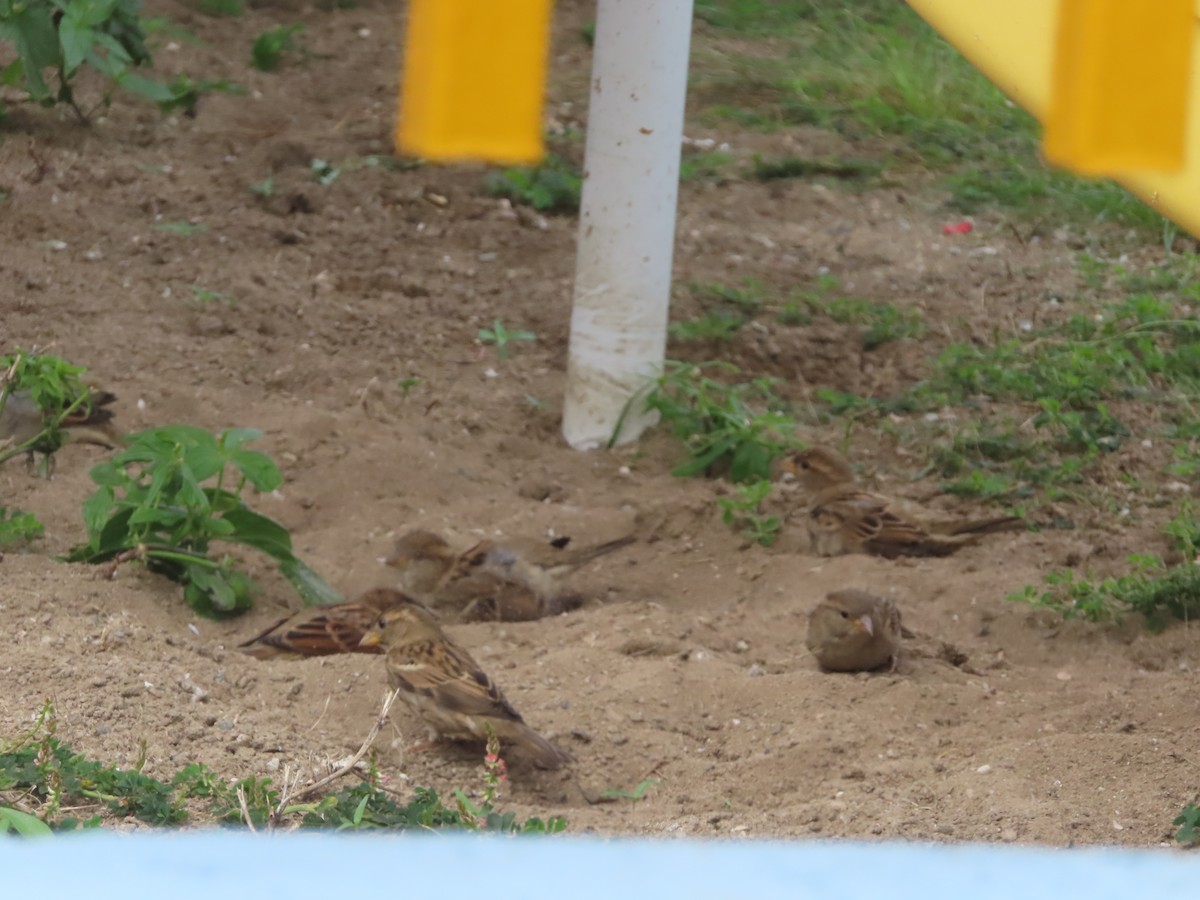 House Sparrow - ML647325275