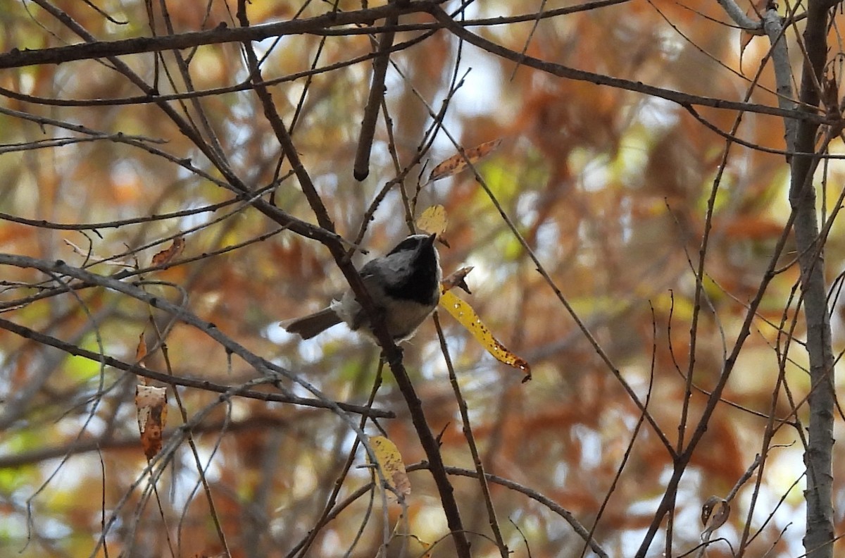 Mountain Chickadee - ML647325281