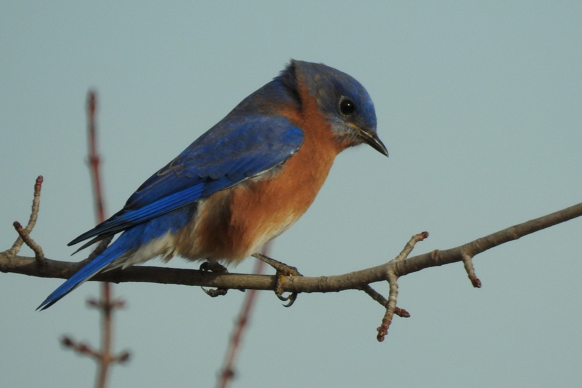 Eastern Bluebird - ML647325282