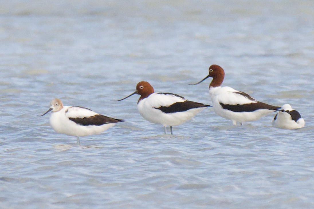 Abozeta burugorria - ML647325287