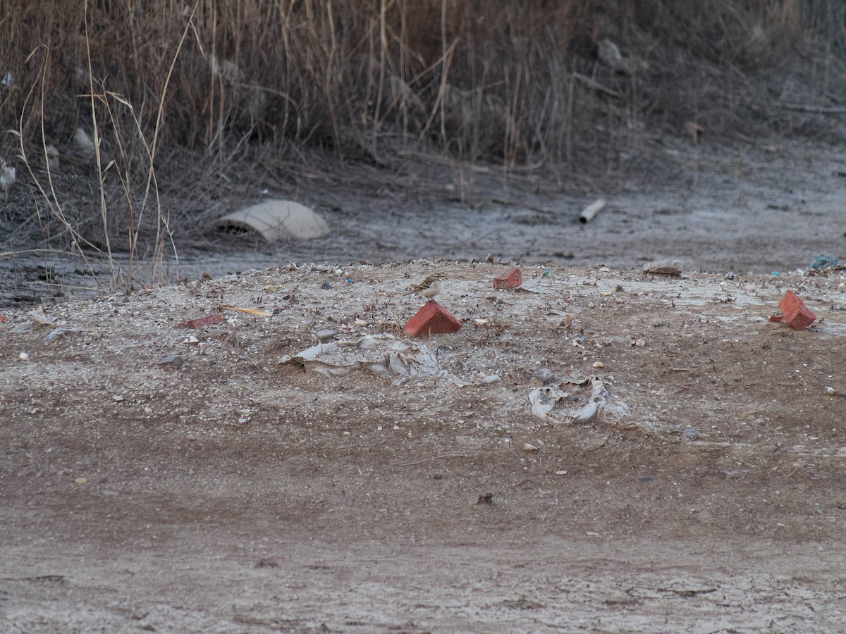 Water Pipit - ML647325291