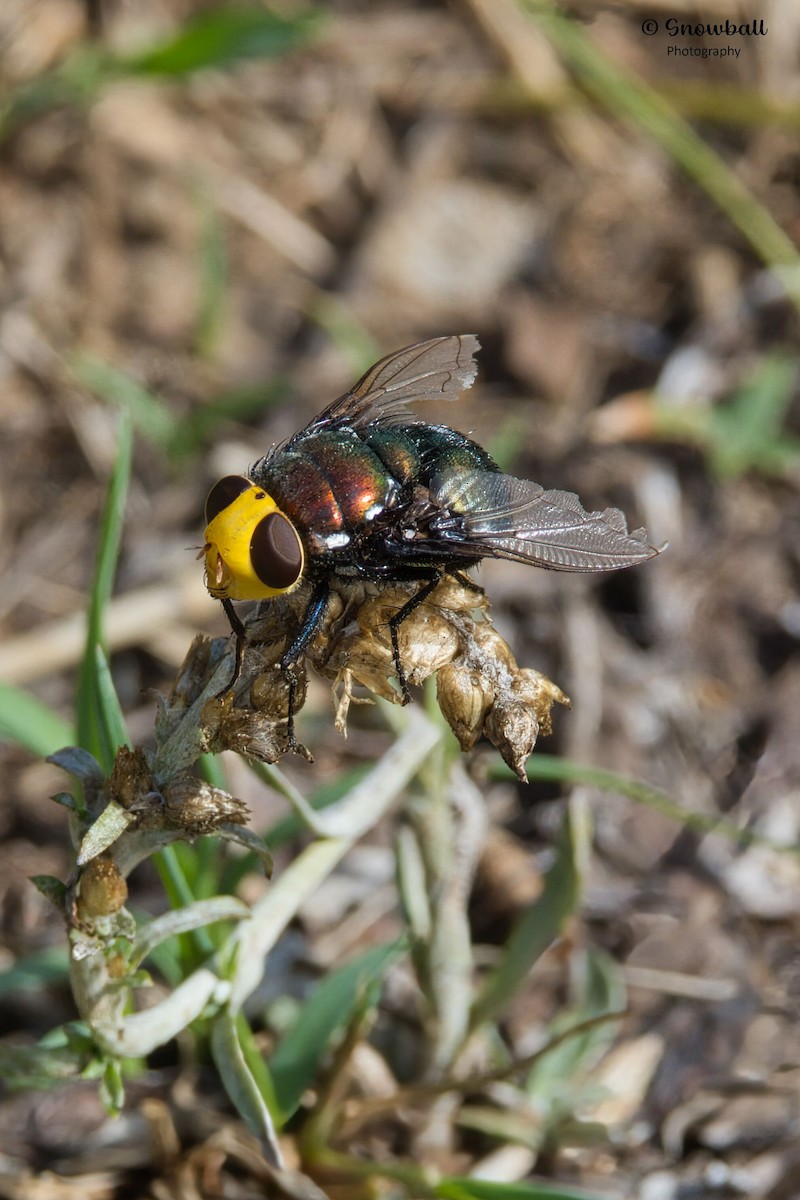 Yellow-Headed Snail Parasitic Blowfly - ML647325292