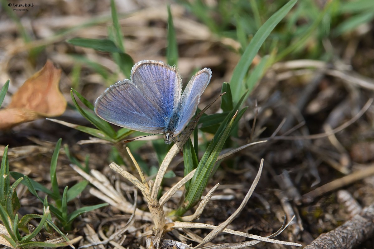 Lesser Grass Blue - ML647325293
