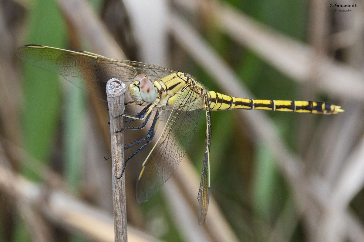 Blue Skimmer - ML647325294