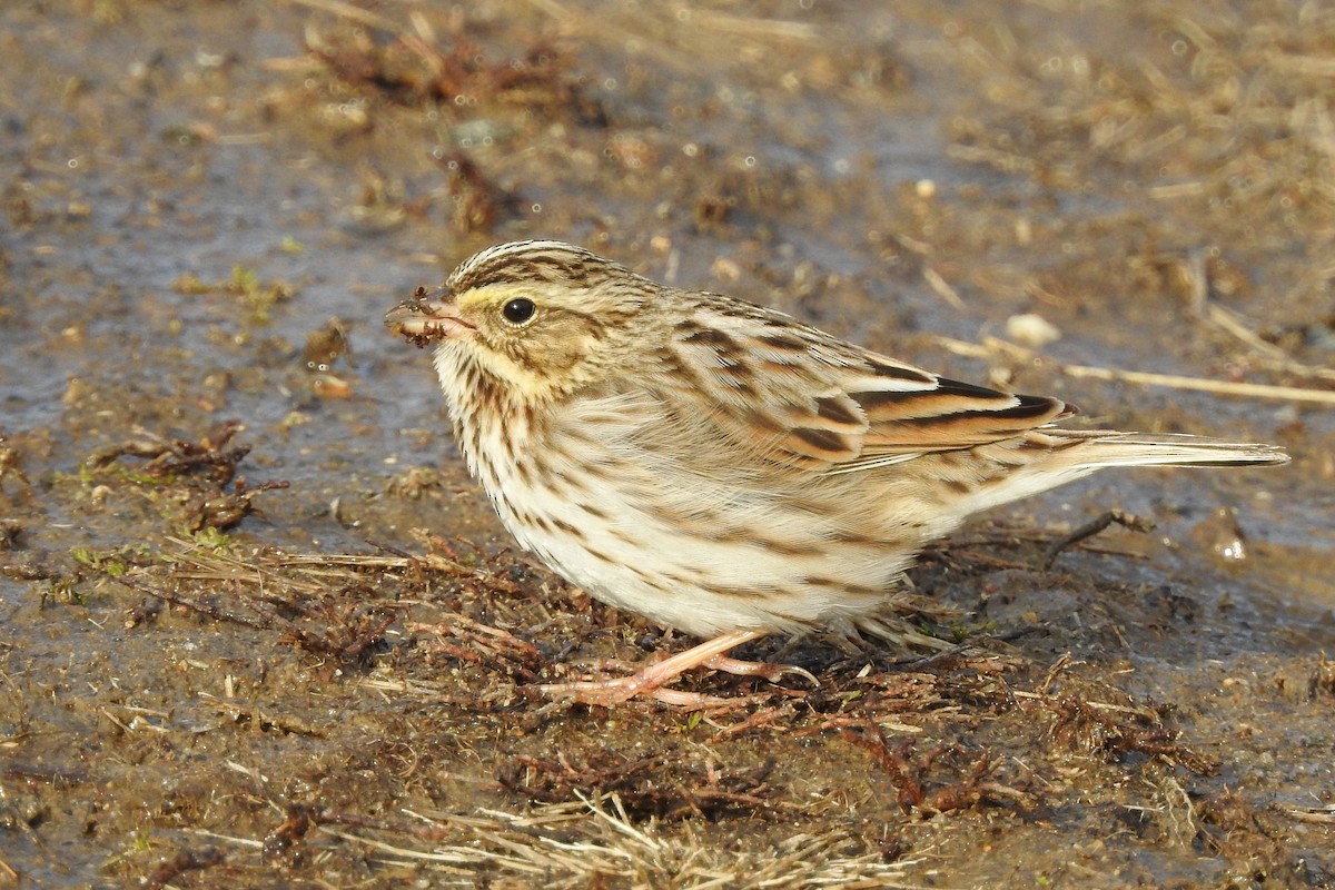 Savannah Sparrow - ML647325295