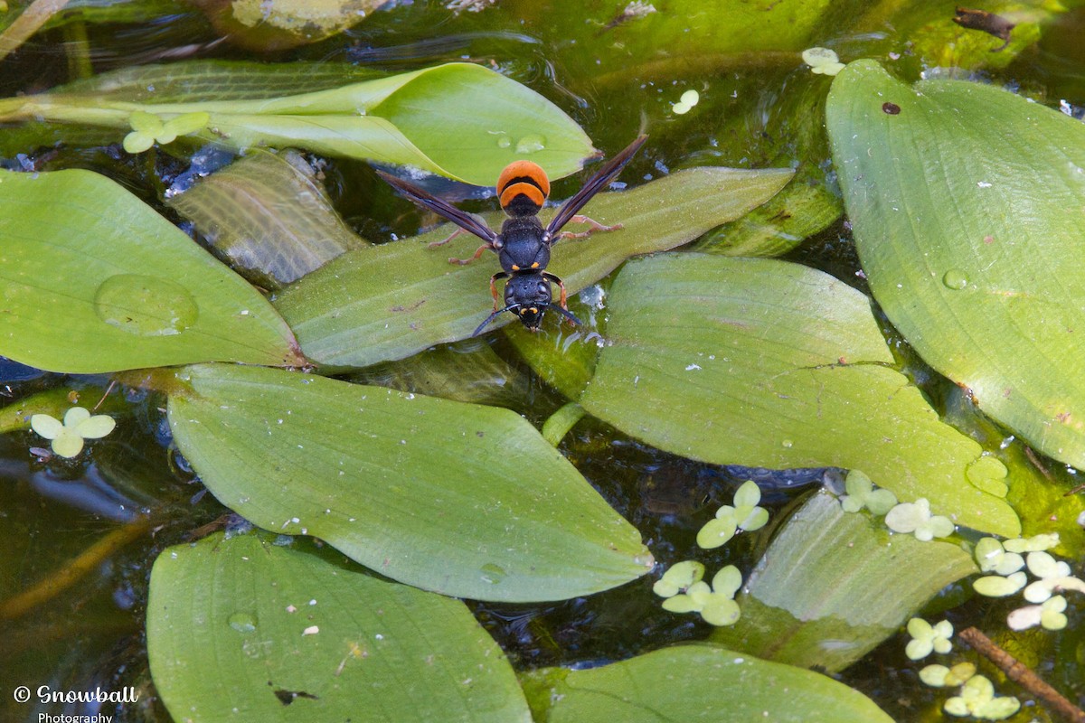 Common Wasp-mimic Bee - ML647325296