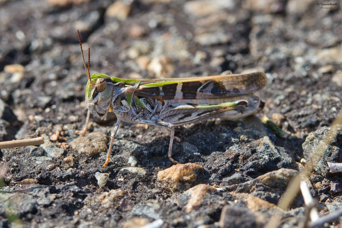 Handsome Cross Grasshopper - ML647325297