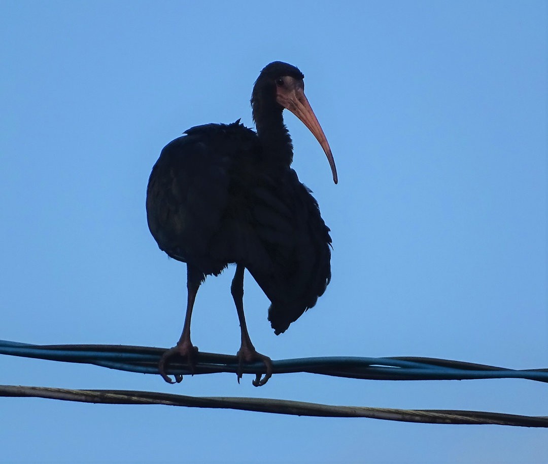 Bare-faced Ibis - ML647325300