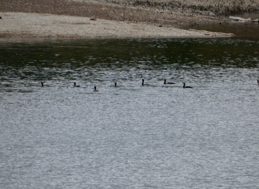 kormorán velký - ML647325305