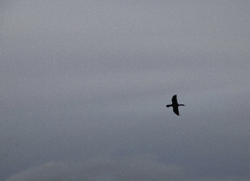 kormorán velký - ML647325306