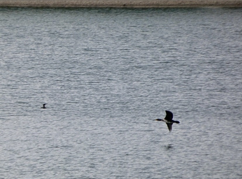 kormorán velký - ML647325307