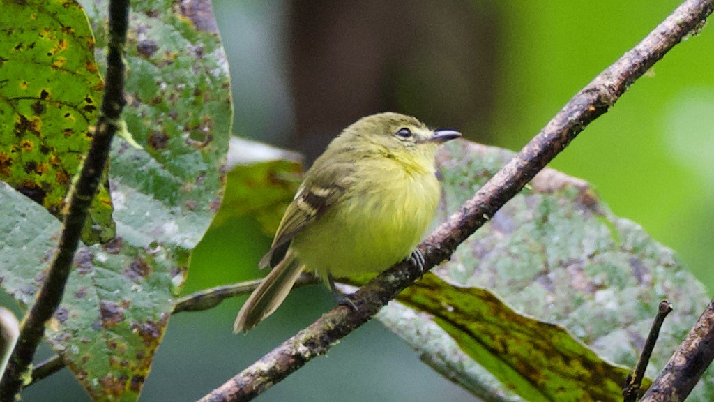 Yellow Tyrannulet - ML647325308