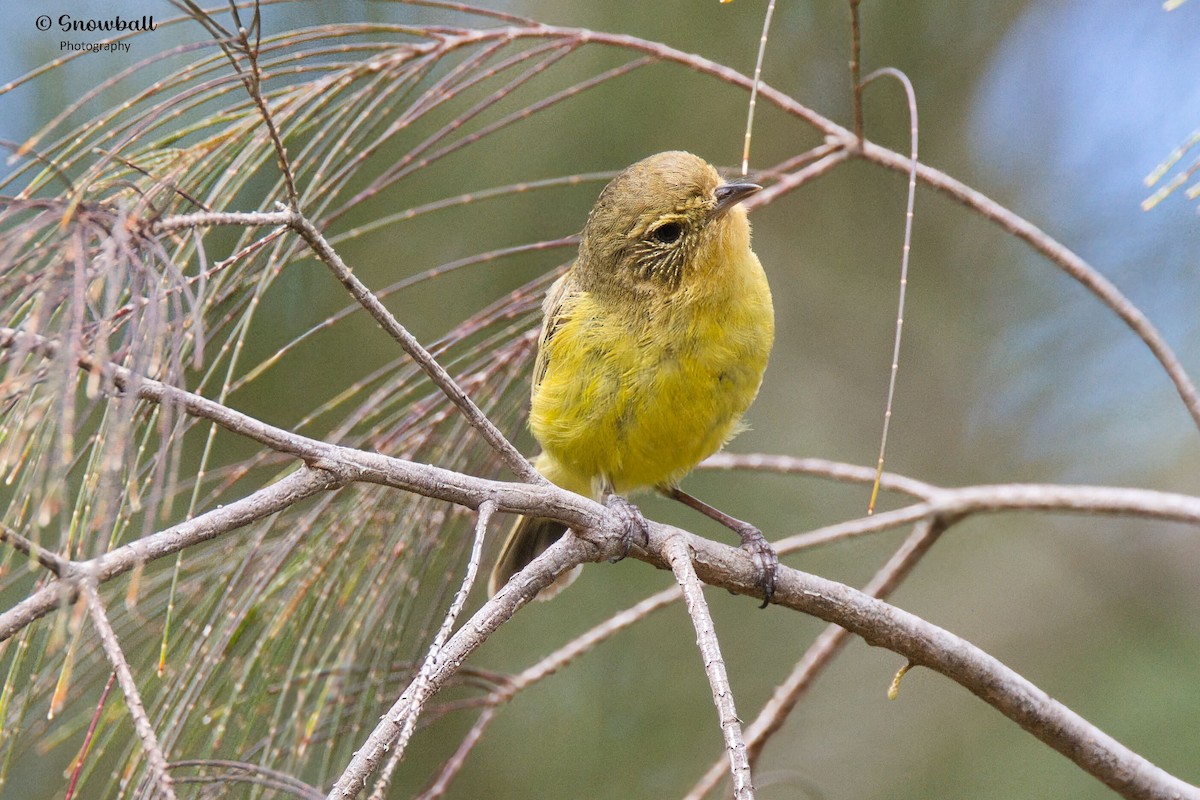 Yellow Thornbill - ML647325312