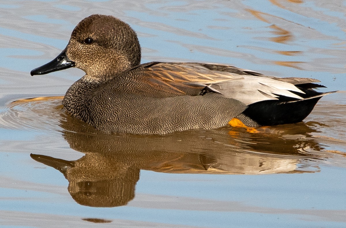 赤膀鴨 - ML647325325