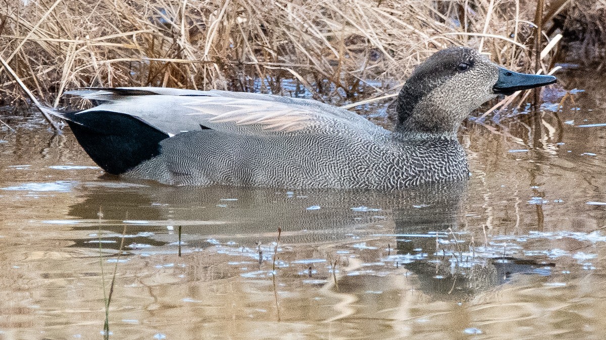 赤膀鴨 - ML647325326