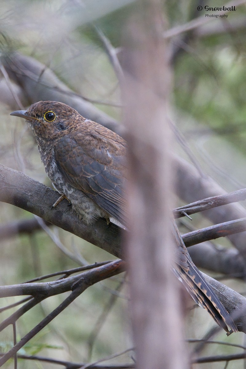 Fan-tailed Cuckoo - ML647325329