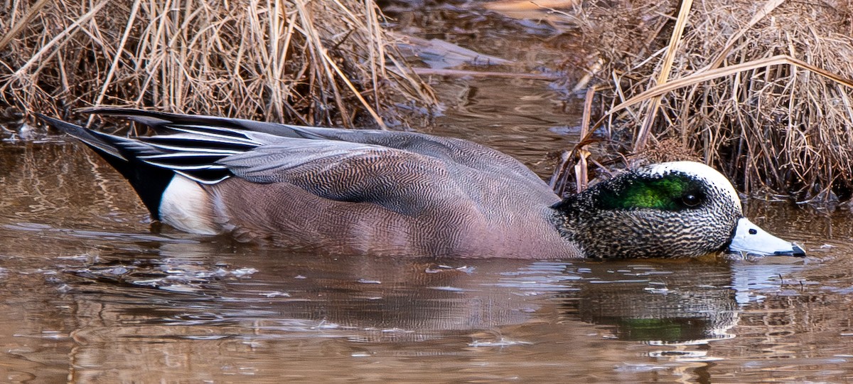 葡萄胸鴨 - ML647325343