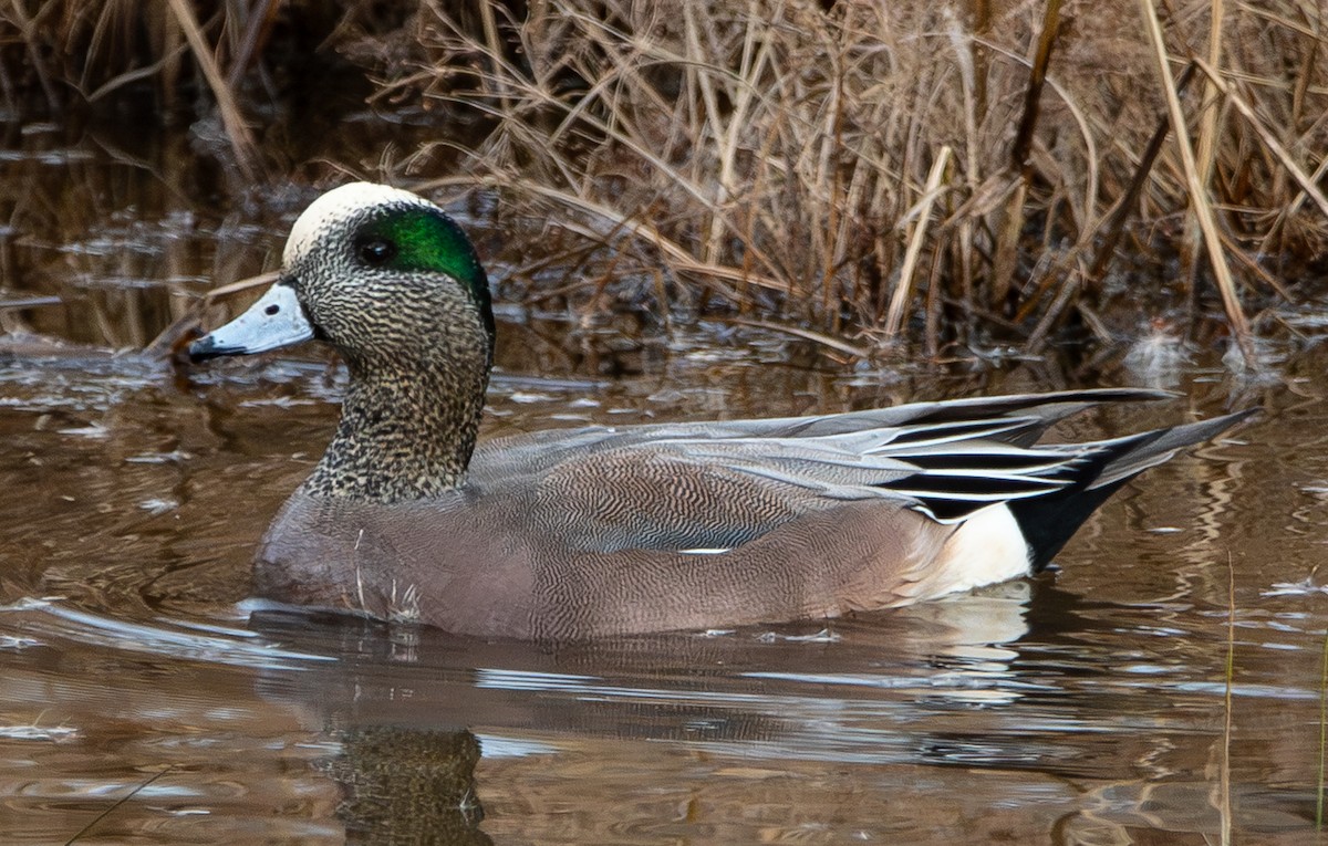 葡萄胸鴨 - ML647325344