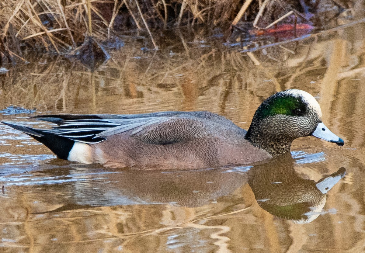 葡萄胸鴨 - ML647325345