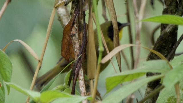Olive-crowned Yellowthroat - ML647325348