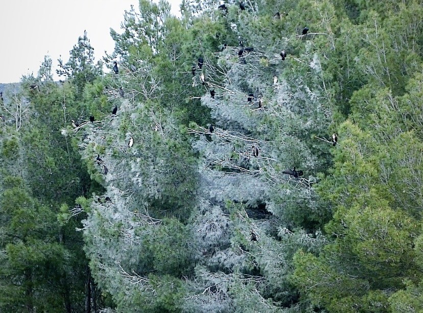 kormorán velký - ML647325356