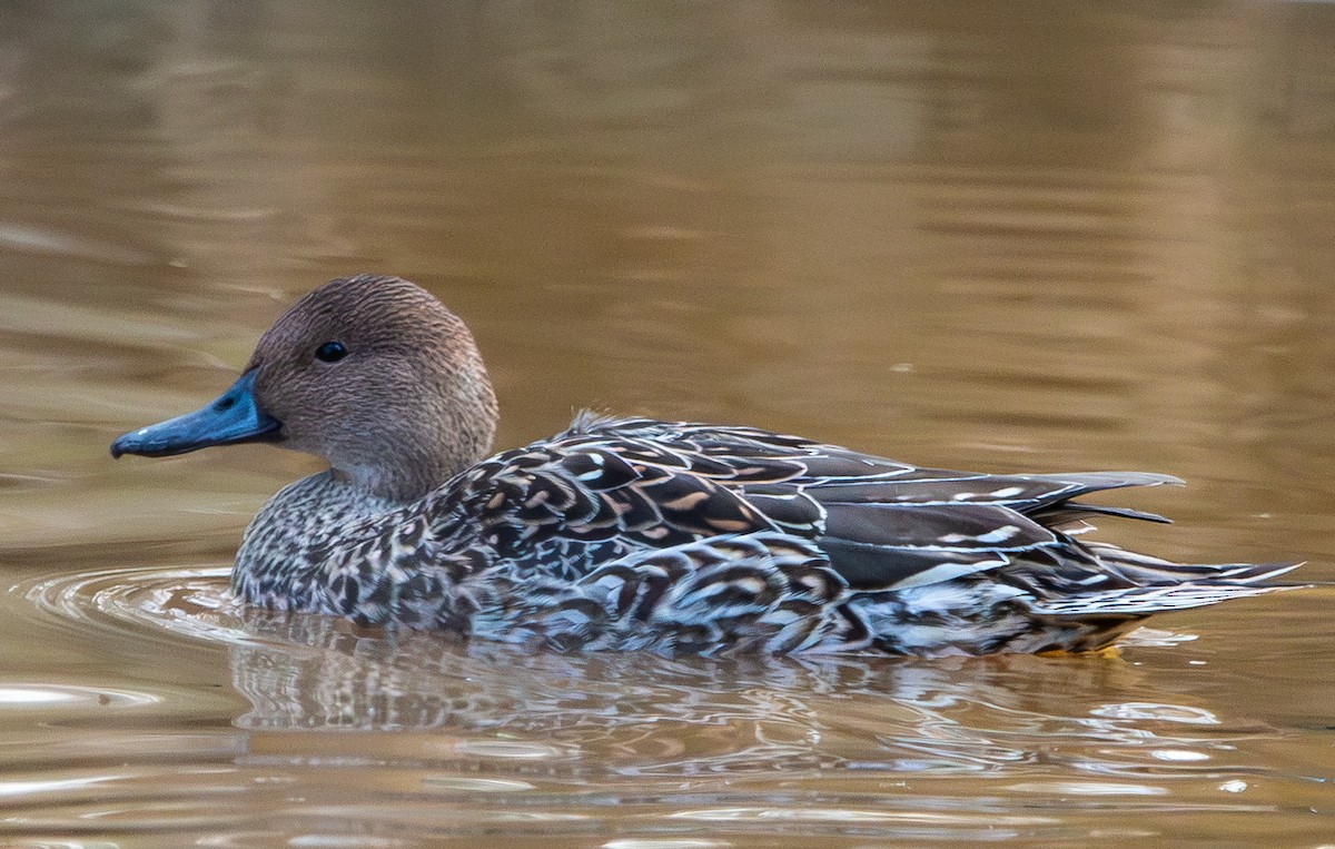 尖尾鴨 - ML647325359