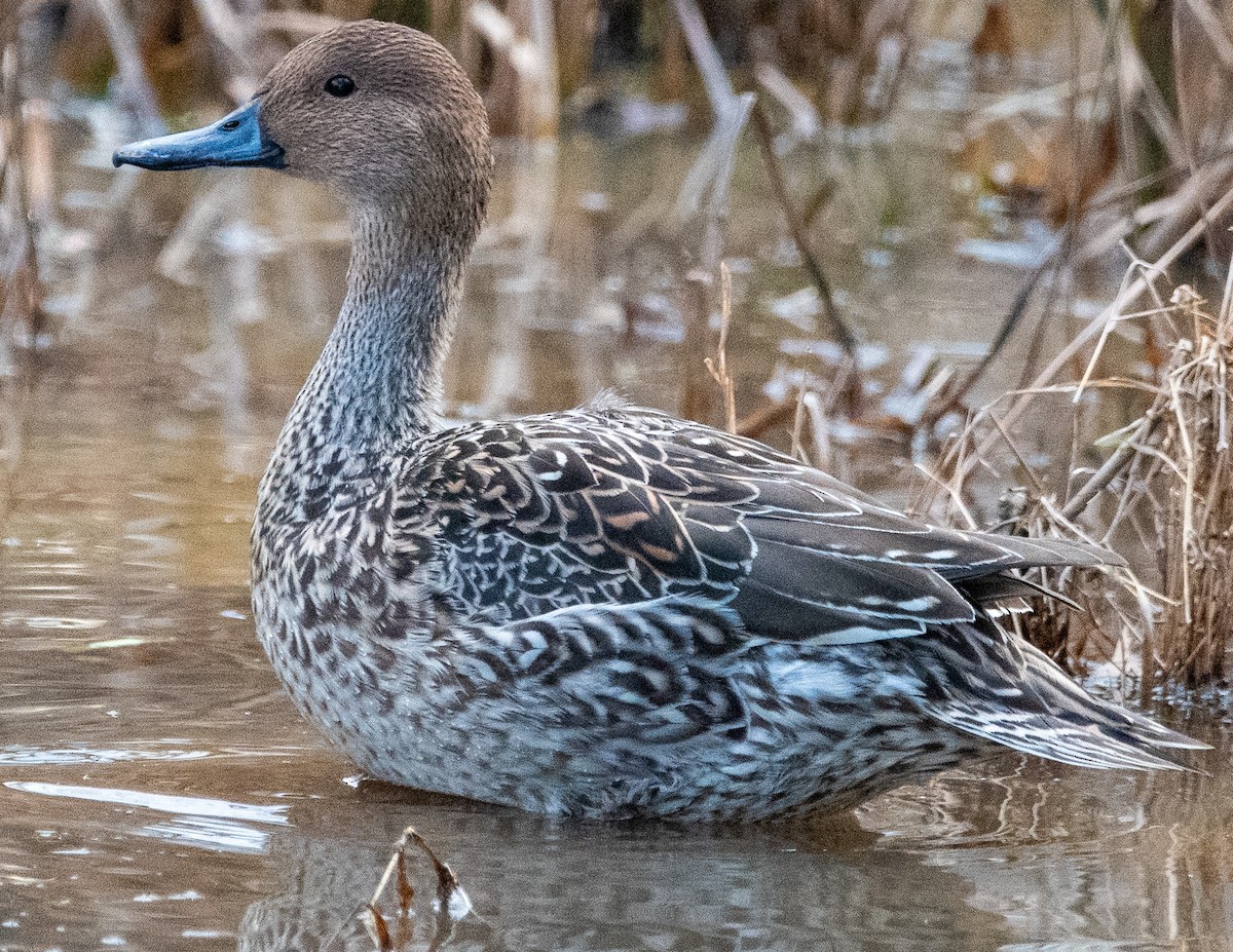 尖尾鴨 - ML647325360