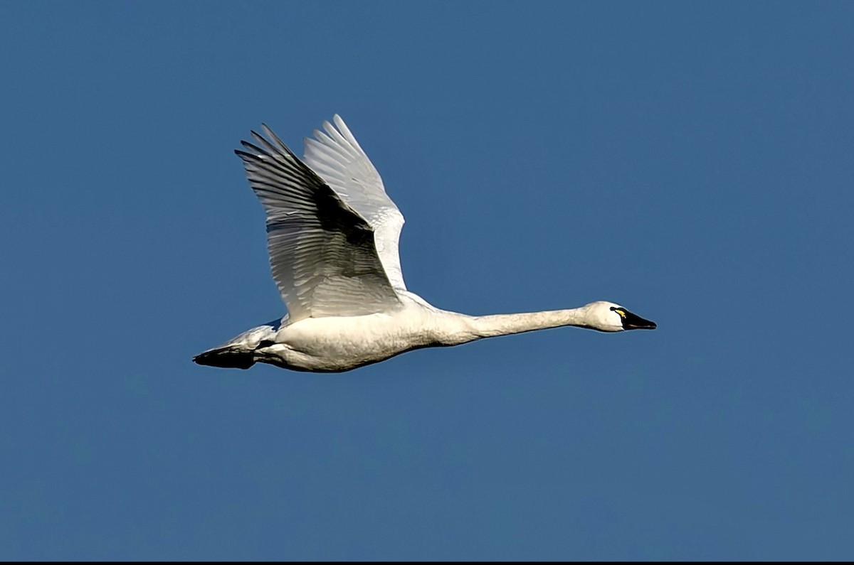 ברבור קטן (שורק) - ML647325363